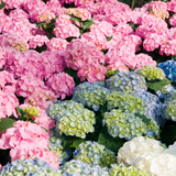 Bar Bloom