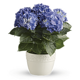 Happy Blue Hydrangea