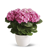 Happy Pink Hydrangea