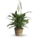Peace Lily
