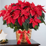 Poinsettia Plant