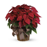 Red Poinsettia