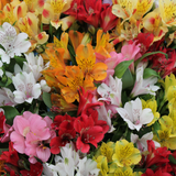 Bar Bloom