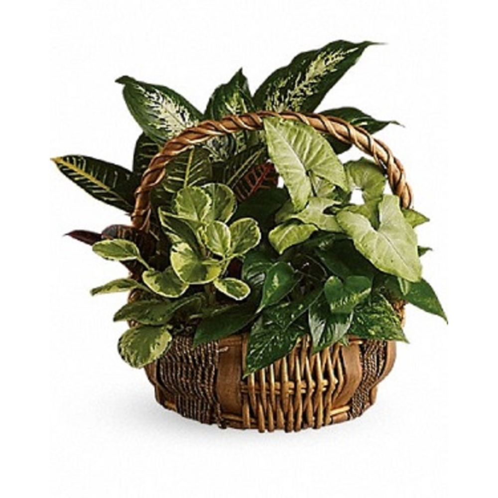 Great Garden Basket