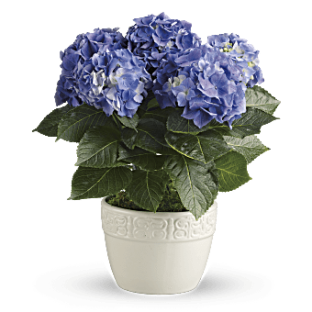 Happy Blue Hydrangea